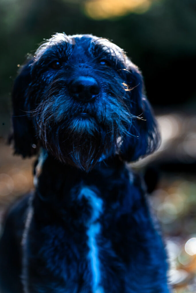 Doggie at Manchester State Park in Port orchard