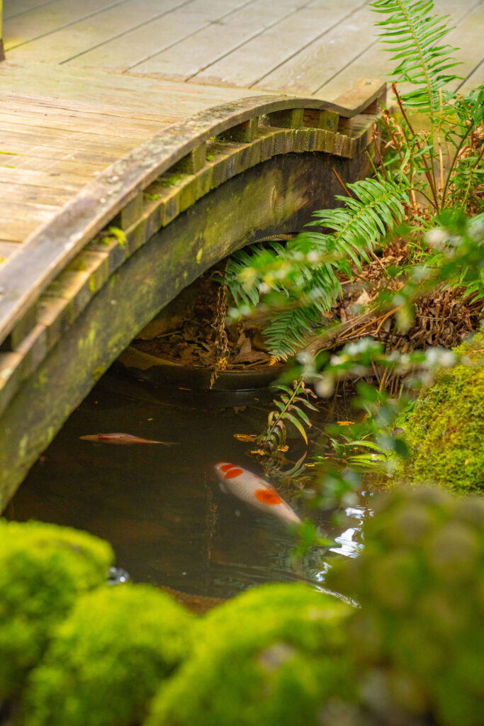 koi pond bridge at olalla vineyard wedding venue olalla washington