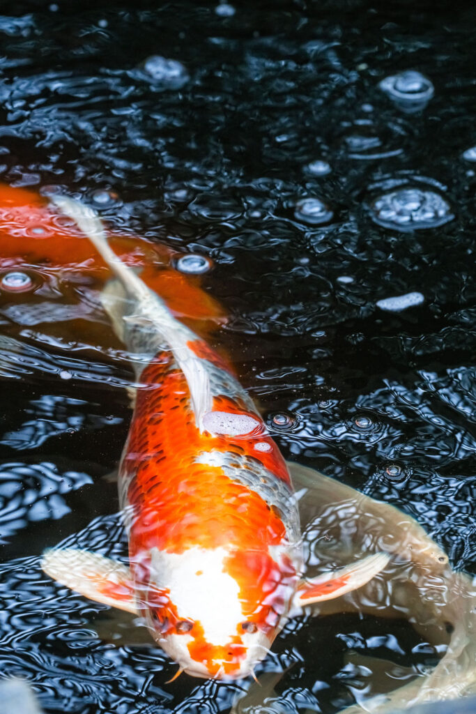 Bright orange and white koi fish swimming in a pond at a Vashon Island wedding venue in Washington