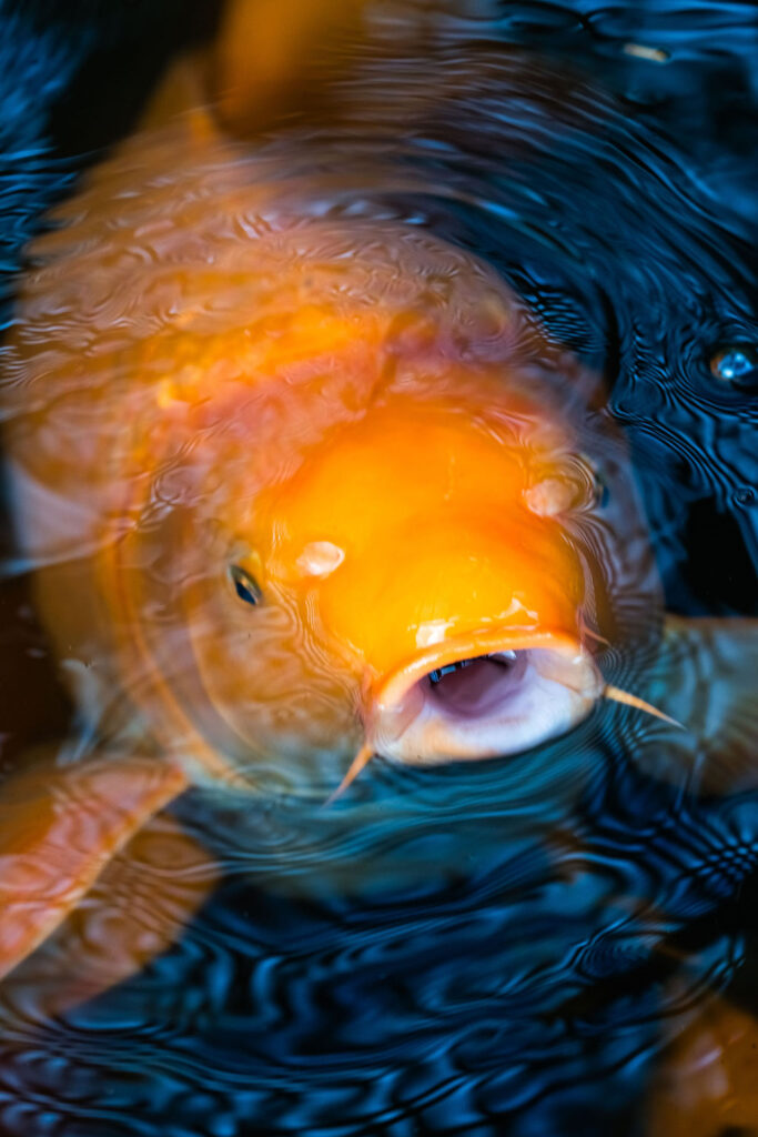 Bright orange koi fish swimming in pond water at a Vashon Island wedding venue in Washington