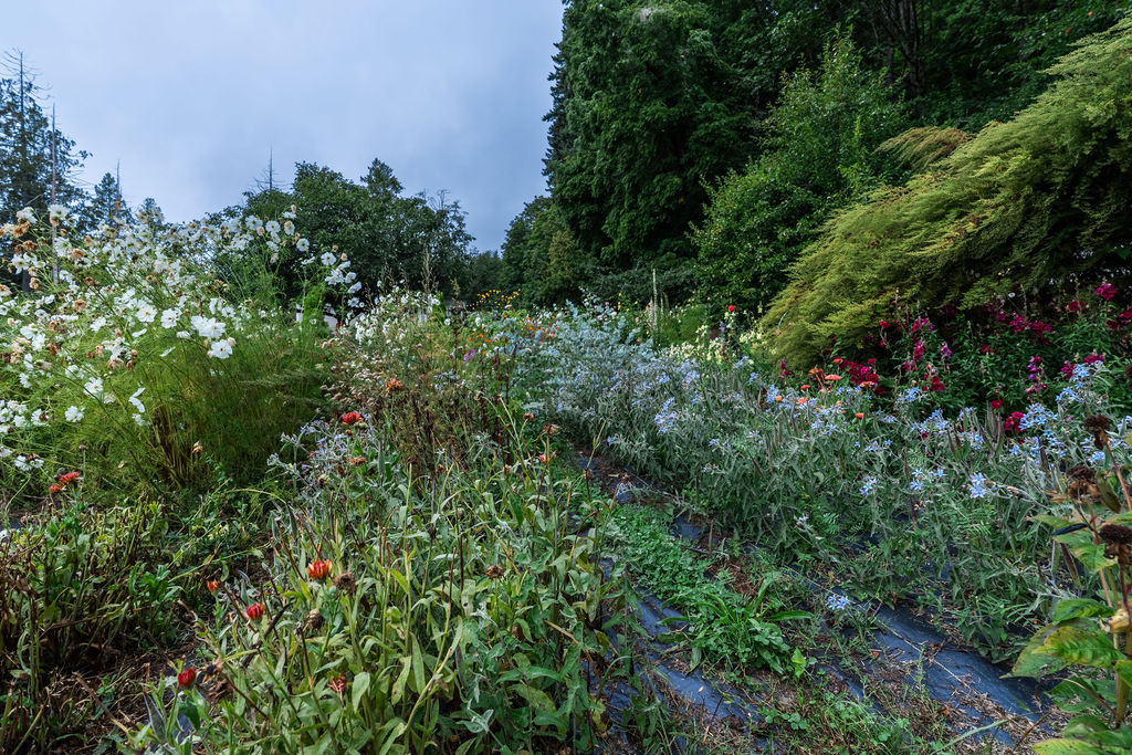 Summer flower field with rows of seasonal blooms at a Washington flower farm